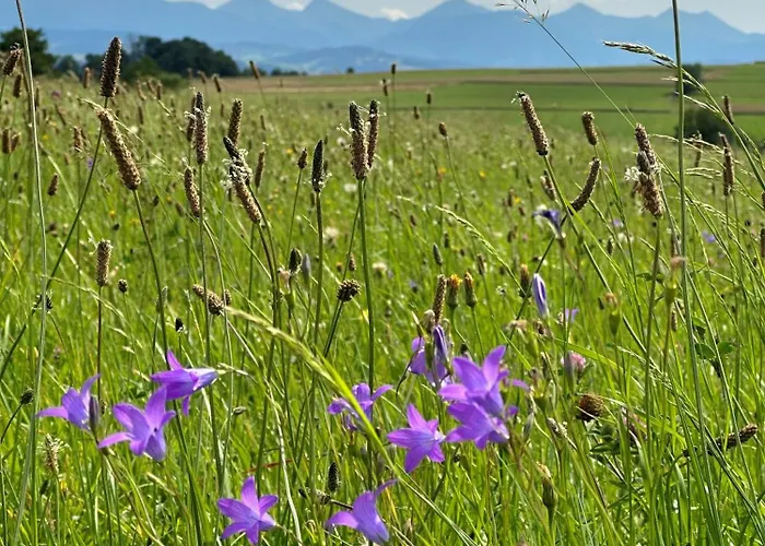W Gorach - Podhalanski בית נופש *
